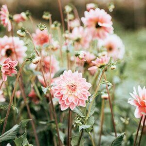 Meet your Posher, May